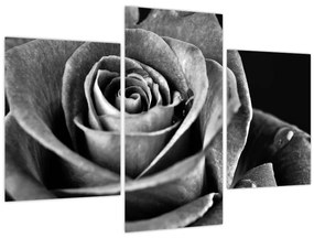 Tablou - Trandafir,alb-negru (90x60 cm)