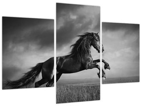 Tablou - Cal alb și negru (90x60 cm)