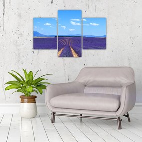 Tablou - Câmp de lavandă (90x60 cm)