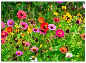 Tablou cu flori de luncă (70x50 cm)