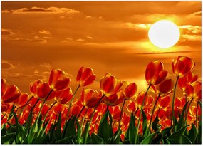 Tablou - lan înflorit de lalele (70x50 cm)