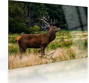 Tablou pe sticlă cu cerb (70x50 cm)