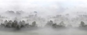 Fototapet, Morning Fog, Rebel Walls