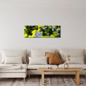 Tablou - frunze de arțar (cu ceas) (90x30 cm)