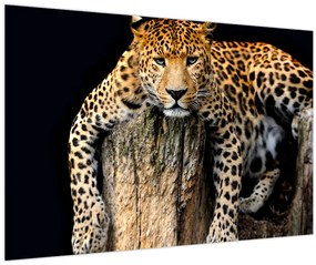 Tablou - Ghepard (90x60 cm)