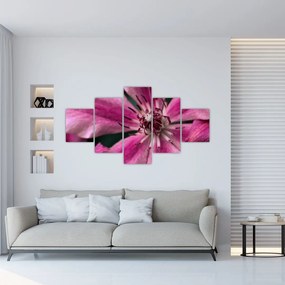 Tablou cu floarea roz de clematis (125x70 cm), în 40 de alte dimensiuni noi