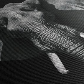 Tablou - Elefant pe fundal negru (90x60 cm)