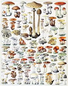 Reproducere Illustration of Mushrooms  c.1923, Millot, Adolphe Philippe