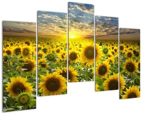Tablouri - floarea-soarelui (125x90cm)
