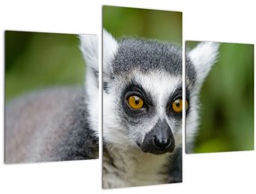 Tablou cu lemur (90x60 cm)