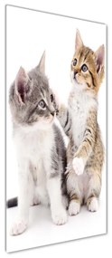 Tablou pe acril Două pisici de talie mică
