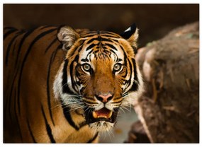 Tablou cu tigrul (70x50 cm)