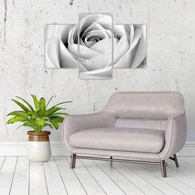 Tablou - Detailu de floare de trandafir (90x60 cm)