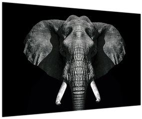 Tablou - Elefant pe fundal negru (90x60 cm)