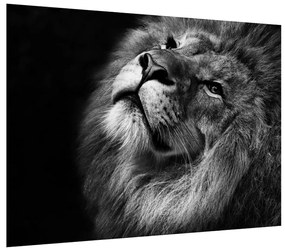 Tablou albnegrucu leu (70x50 cm), în 40 de alte dimensiuni noi