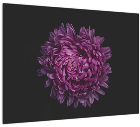 Tablou cu floare violetă (70x50 cm)