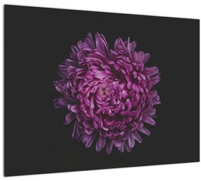 Tablou cu floare violetă (70x50 cm), în 40 de alte dimensiuni noi