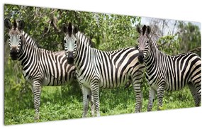 Tablou cu zebre (120x50 cm)