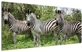 Tablou cu zebre (120x50 cm)