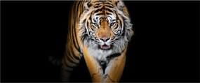 Tablou - Tiger (120x50 cm)