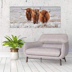 Tablou - Vaci scoțiene (120x50 cm)