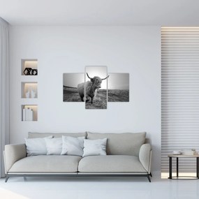 Tablou - Vacă scoțiană,alb-negru (90x60 cm)