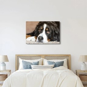 Tablou cu câine (90x60 cm)