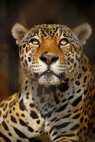 Fotografie Close up portrait of a Jaguar, Copyrights @ Arijit Mondal