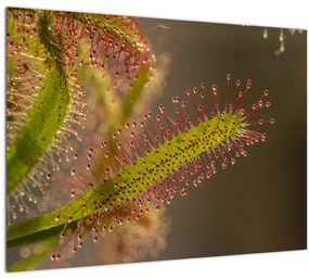 Tablou pe sticlă cu plantă (70x50 cm)
