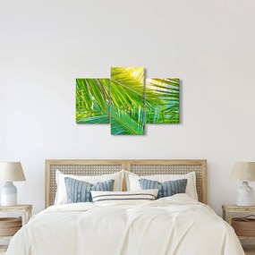 Tablou - Frunze de palmier (90x60 cm)