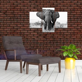 Tablou - Elefantul african II. (90x60 cm)