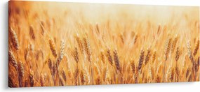 Tablou - câmp cu grâne (120x50 cm)