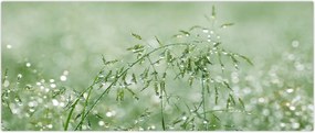 Tablou - Roua dimineții pe firele de iarbă (120x50 cm)