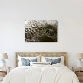 Tablou - Prim-planul ochiului de elefant vechi (90x60 cm)