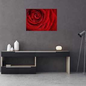 Tablou pe sticlă - detaliu de trandafir (70x50 cm)