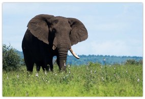 Tablou cu elefant (90x60 cm)