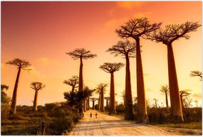 Tablou - Apus de soare pe Aleea Baobabilor (90x60 cm)