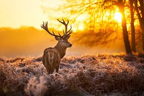 Fotografie Red deer, arturasker