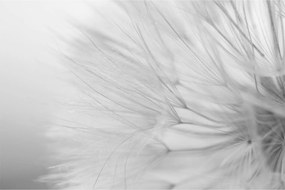 Tablou - Dandelion (90x60 cm)