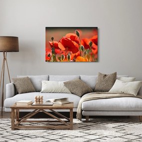 Tablou cu flori de maci (90x60 cm)