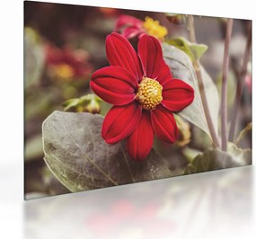 Tablou pe sticlă cu floare (70x50 cm)