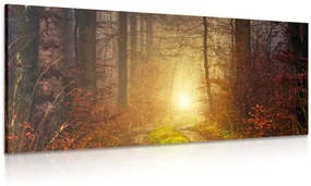 Tablou lumina în pădure