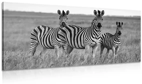 Tablou trei zebre în savana în design alb-negru