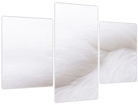 Tablou - Pană albă (90x60 cm)