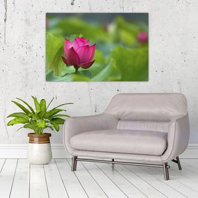 Tablou - floare de apă (90x60 cm)