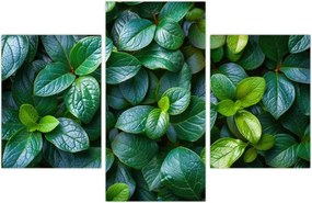 Tablou - Plante verzi (90x60 cm)