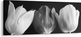 Tablou - Lalele alb negre (120x50 cm)