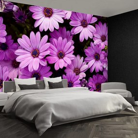 Fototapet Violet Flori