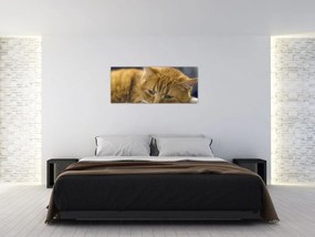 Tablou cu pisica (120x50 cm)