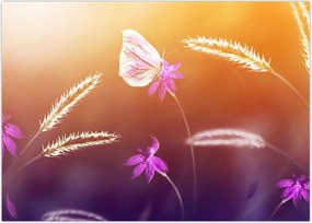 Tablou - Fluture roz (70x50 cm)